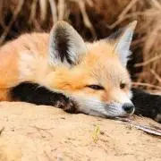 キツネ