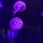 cooo78riの画像
