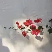 き