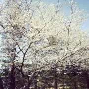 fukuの画像