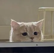 メイの画像