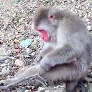 田中おさるのの画像