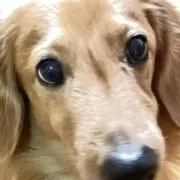 ダウンくんの画像