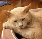 スルメ猫の画像