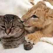 ともドラ