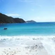 りんの画像
