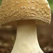 はな