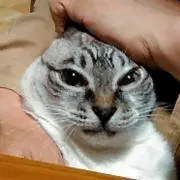 猫田