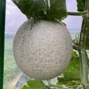 メロン