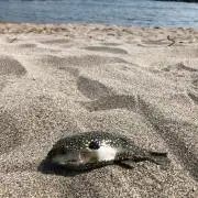 いとしすけの画像