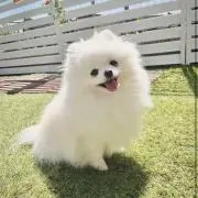 るーの画像