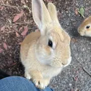 しま子の画像