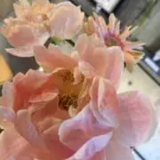 かるぴす♡の画像