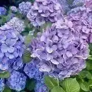 さっこの画像