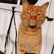 M　（即購入大歓迎です！）の画像