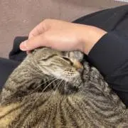 びゅ