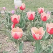 akc
