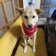 トンパ