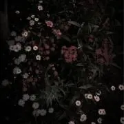 初心者のオタクです♩の画像