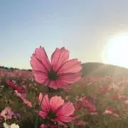 のりり♥︎︎∗︎*゜の画像