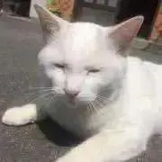 ★ブランド古着★やぎしろの画像