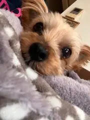 ポップ