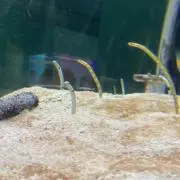 ふるるんの画像
