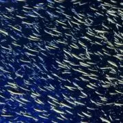 巡るん屋　翌日発送の画像