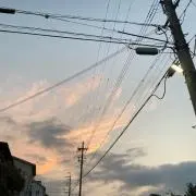 ハシビロコウの画像