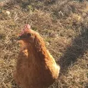 ふかだ