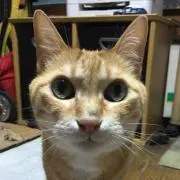 NKZMの画像