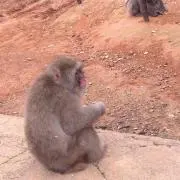 モンキー値下げあり