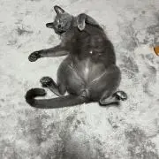 ねこじゃらしの画像