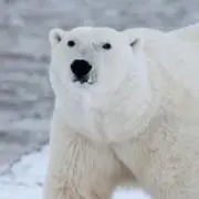 きこりの画像