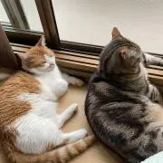 akekoの画像