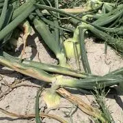 ✽onion農家✽玉ねぎの画像