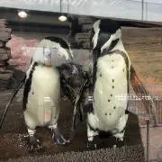 ペンギンの画像