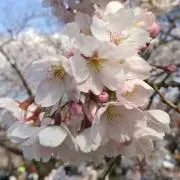 まるこ