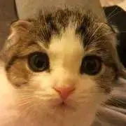 だいふく★プロフ必読★次回発送5/20