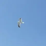 ダービーダービーの画像