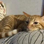 (プロフ必読)