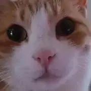 きんちゃんの画像