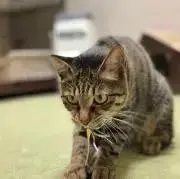 pukpukの画像