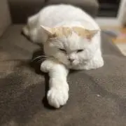 チャチャの画像