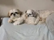 みぃの画像