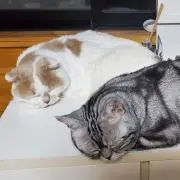 ロデム