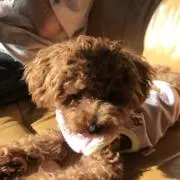 ぶただるま