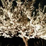あんこ