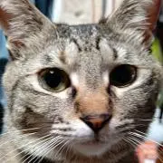 おすちび^._.^の画像