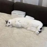 はむの画像